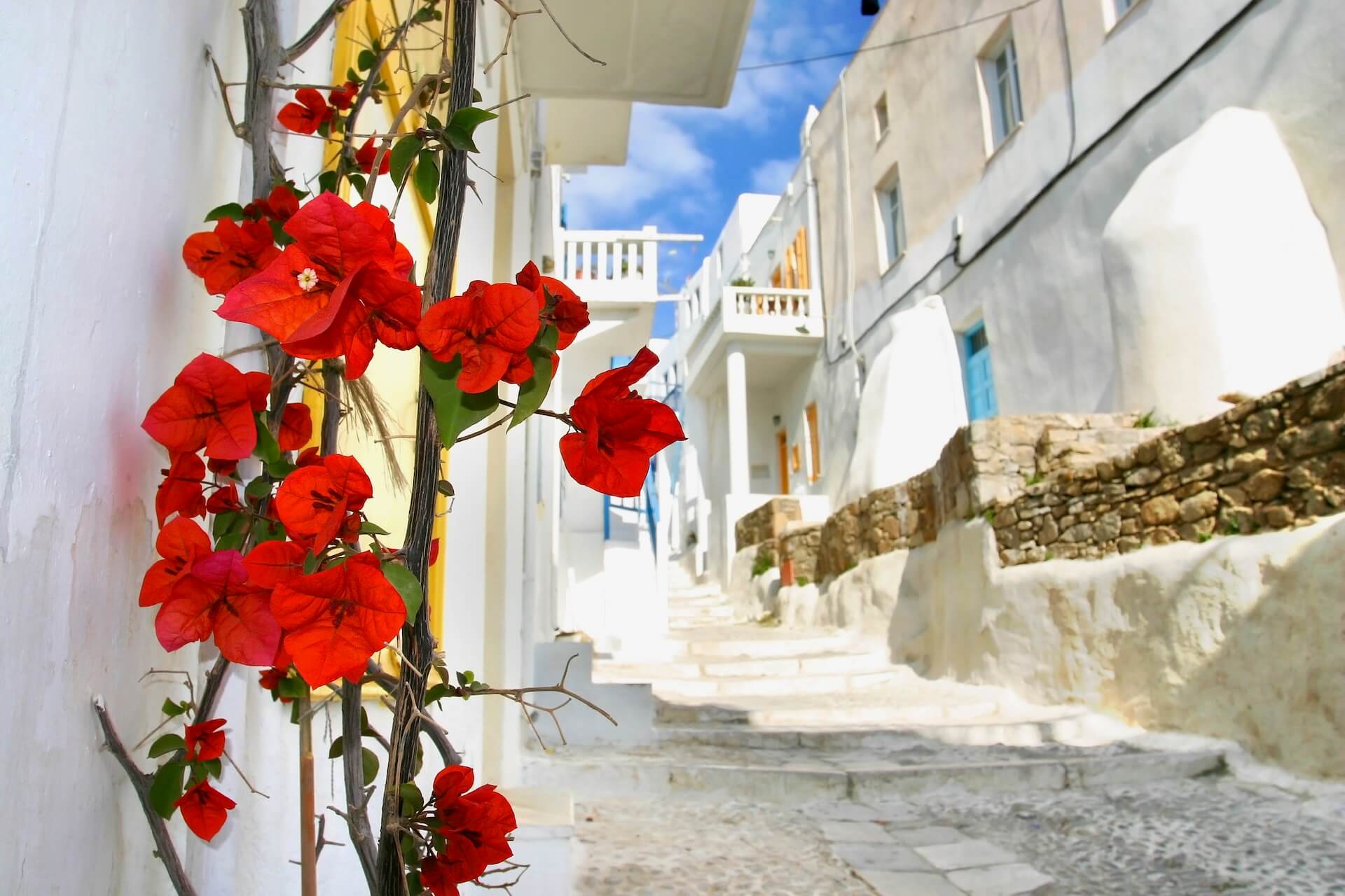 Street in Mykonos town with white houses and red flowers on the left side of the photo 