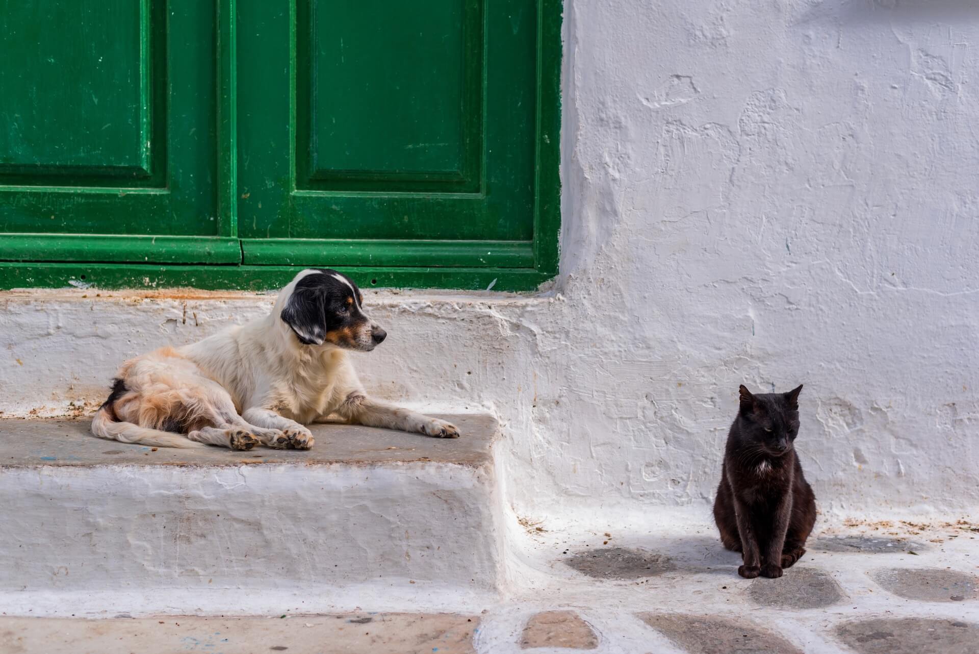 Cat and dog sitting outside a white house in Mykonos 
