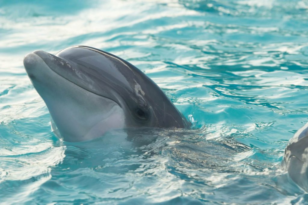 Dolphin in water