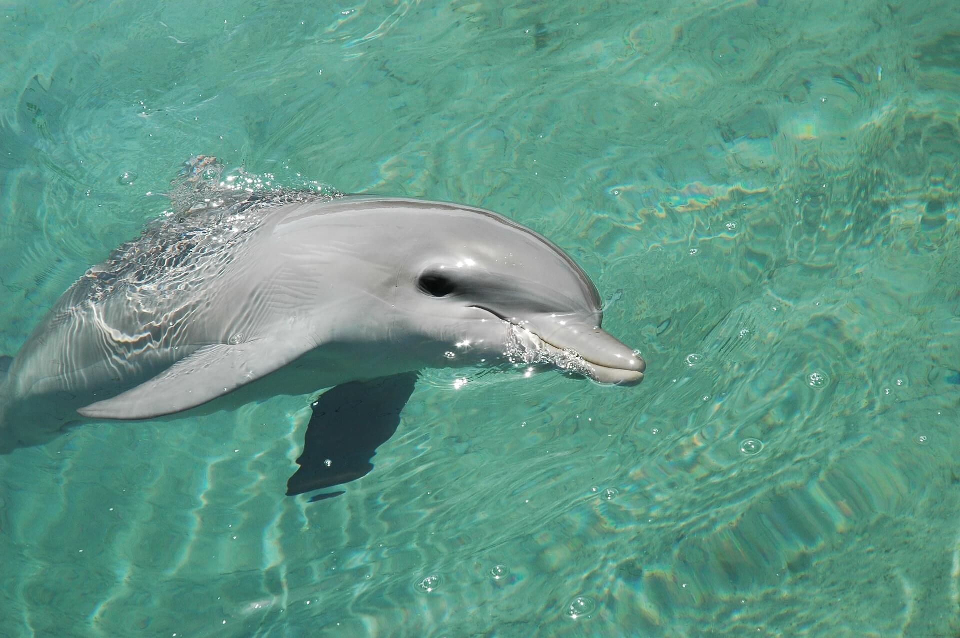 Dolphin in water