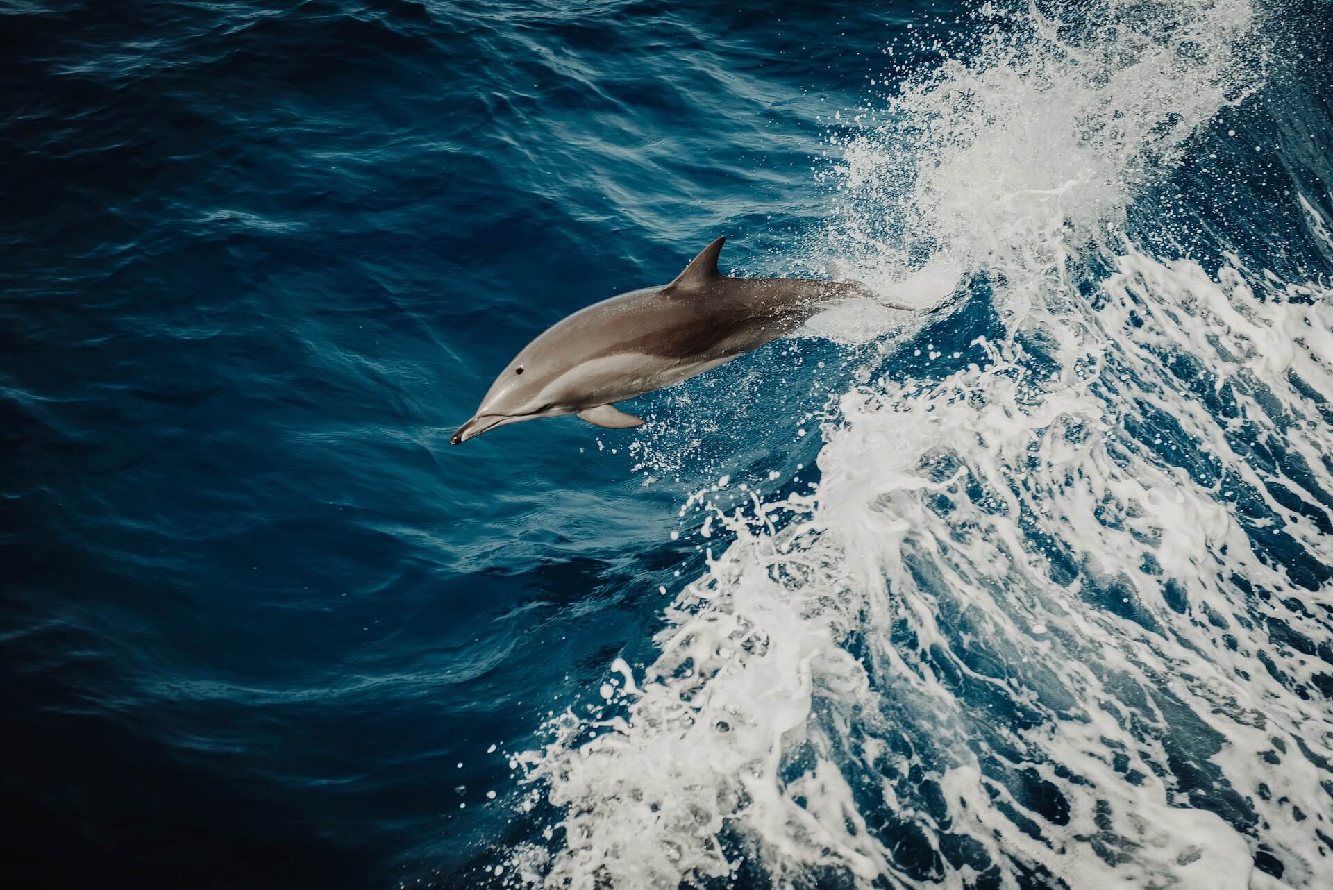 Dolphin riding wave