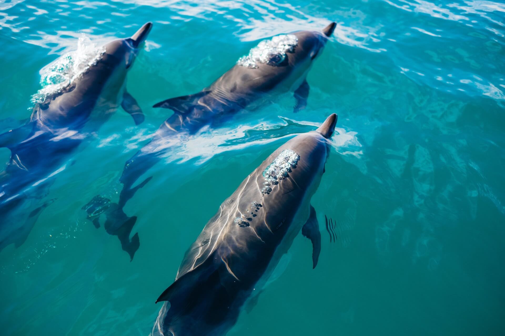 Dolphins in the sea