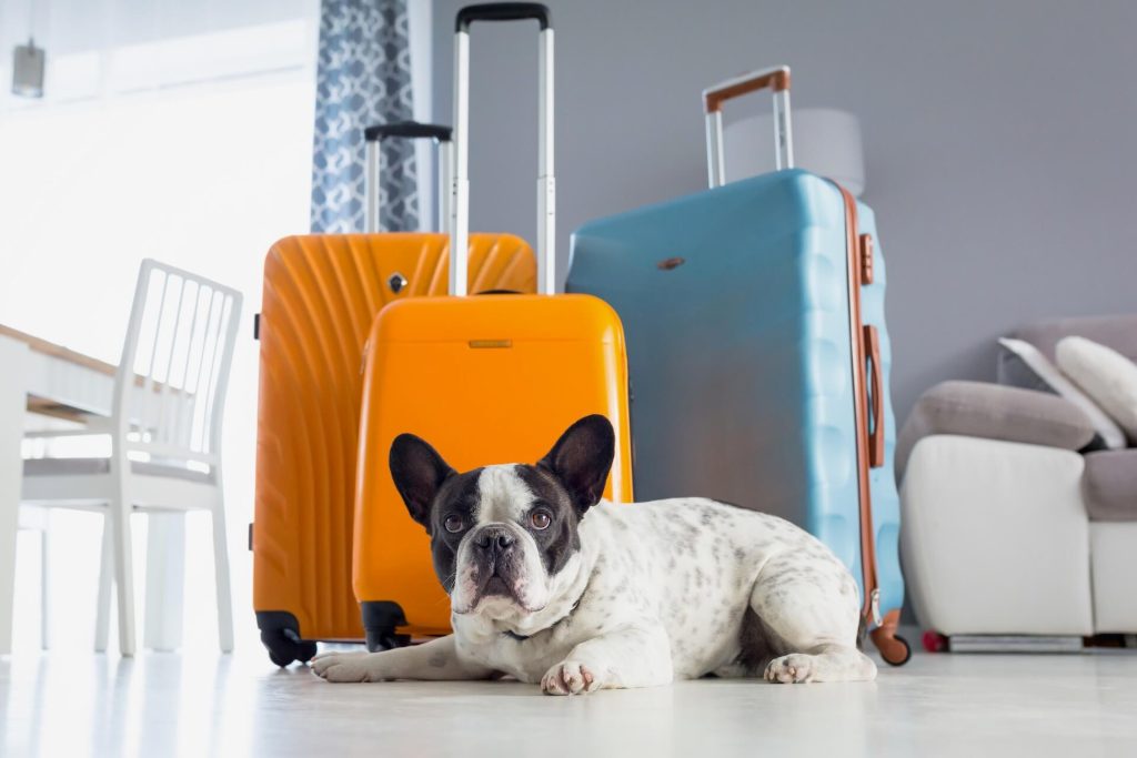 French bulldog laying next to three suitcases in the living room