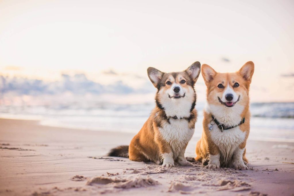 Dogs on a beach on Mykonos
