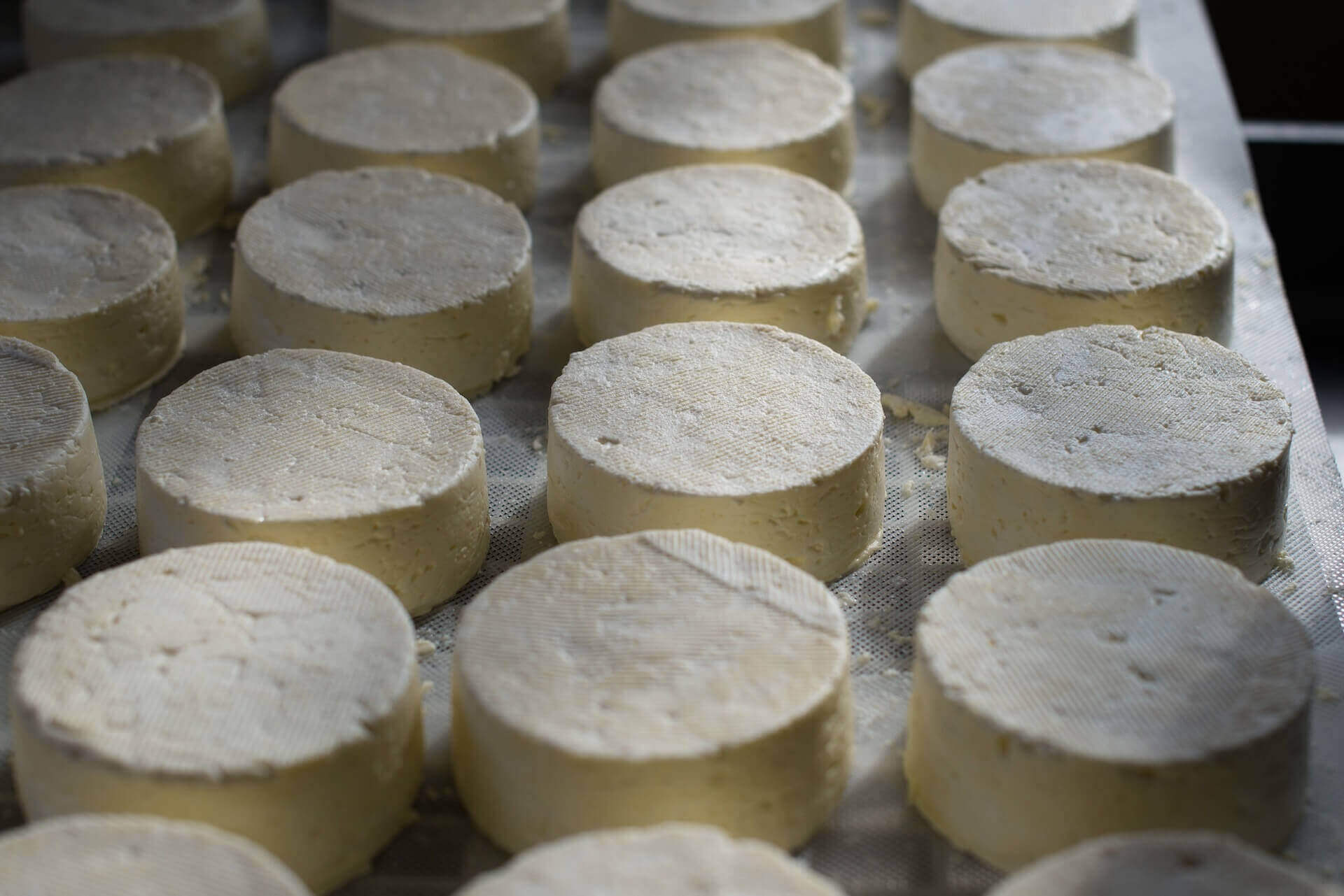 Fresh white cheese mounds on a white tray