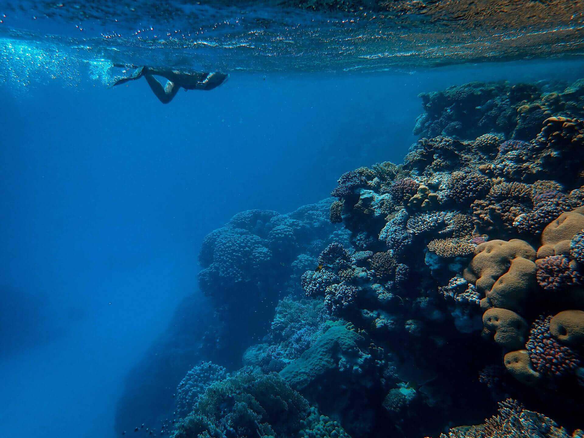 A diver underwater