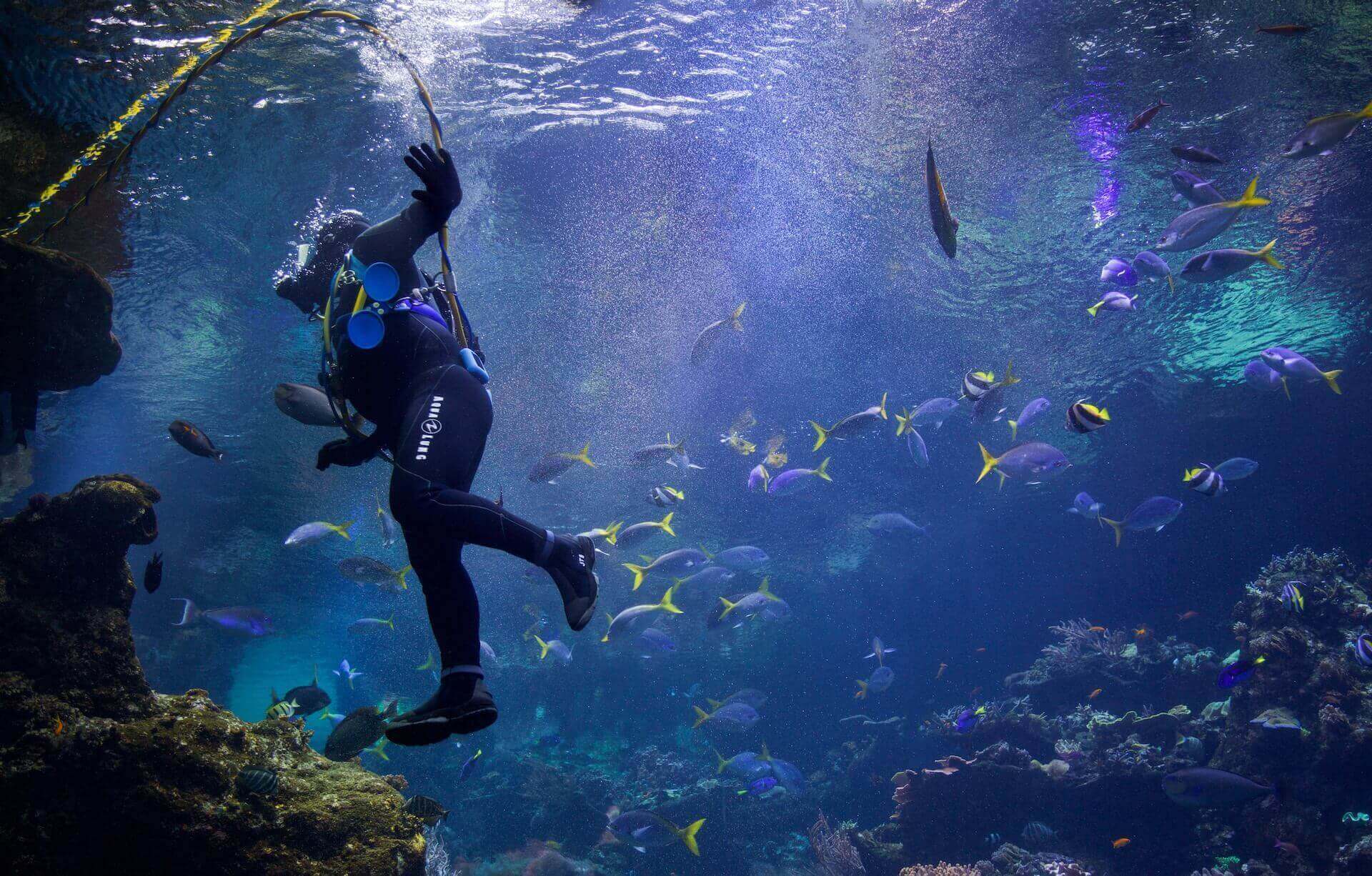 A man scuba diving in the ocean surrounded by fish