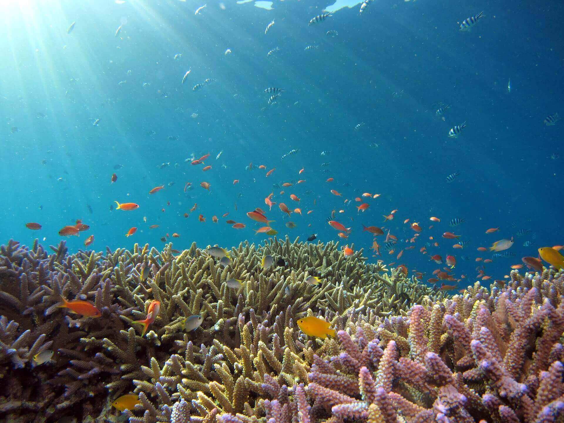 Underwater reefs