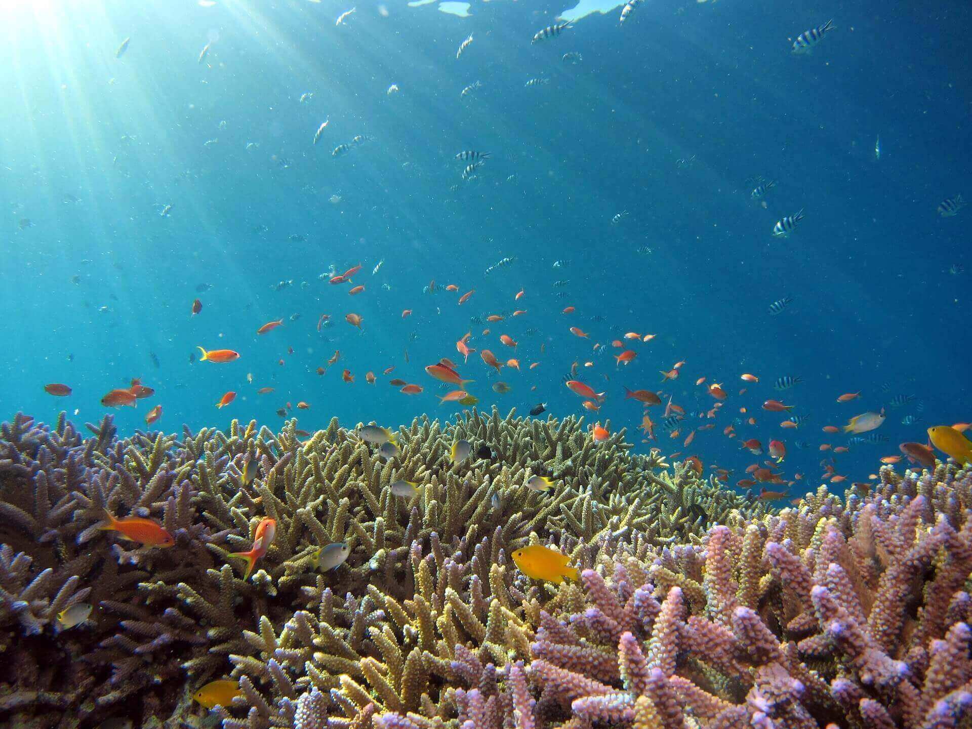 Marine life underwater