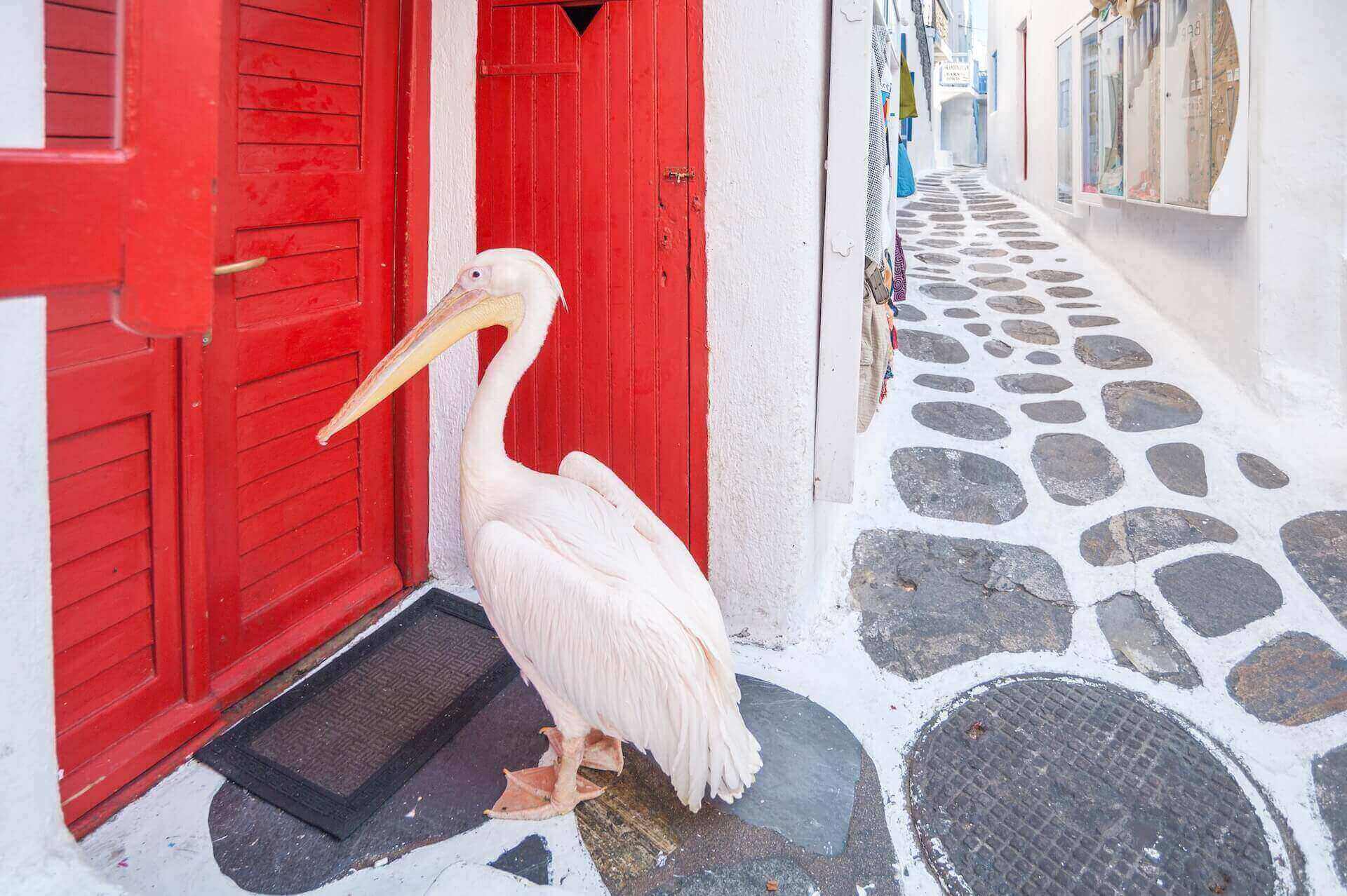 Pelican in Chora