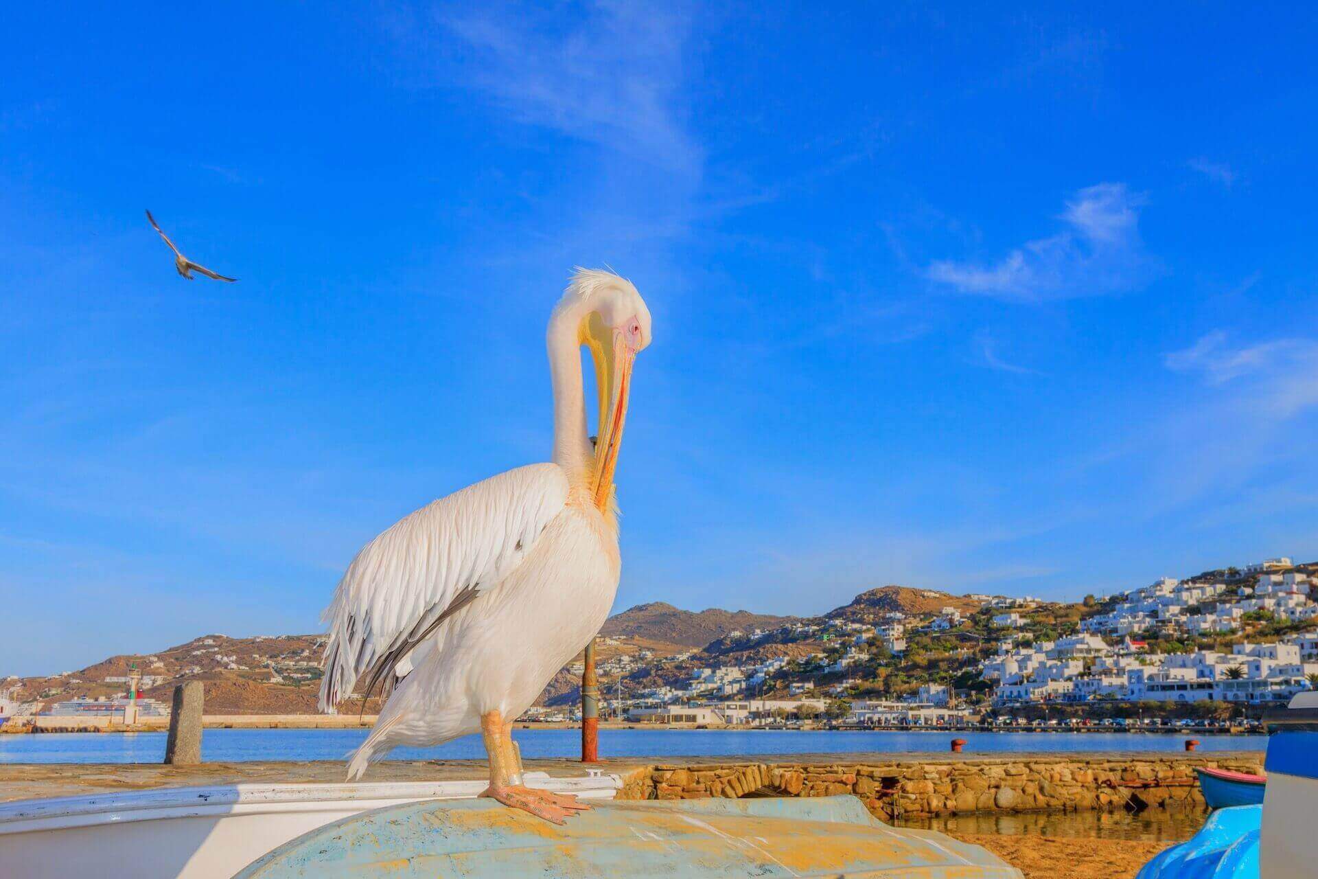 Pelican besides the sea