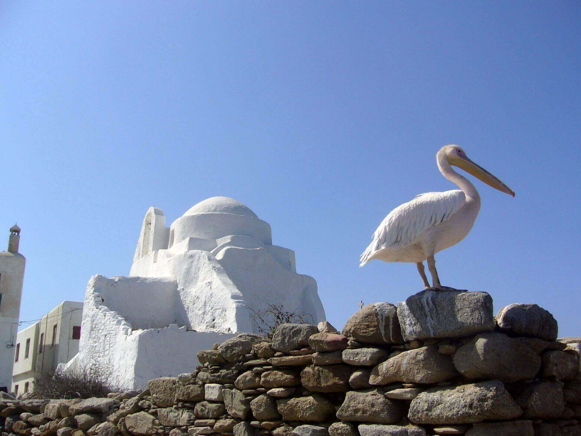 Pelican on Mykonos