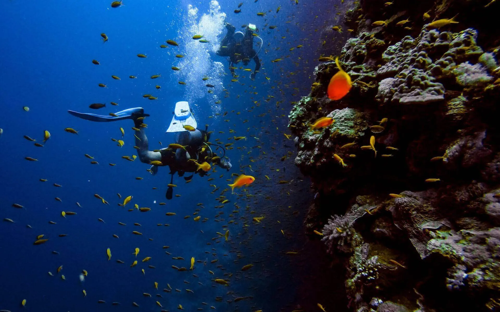 People scuba diving