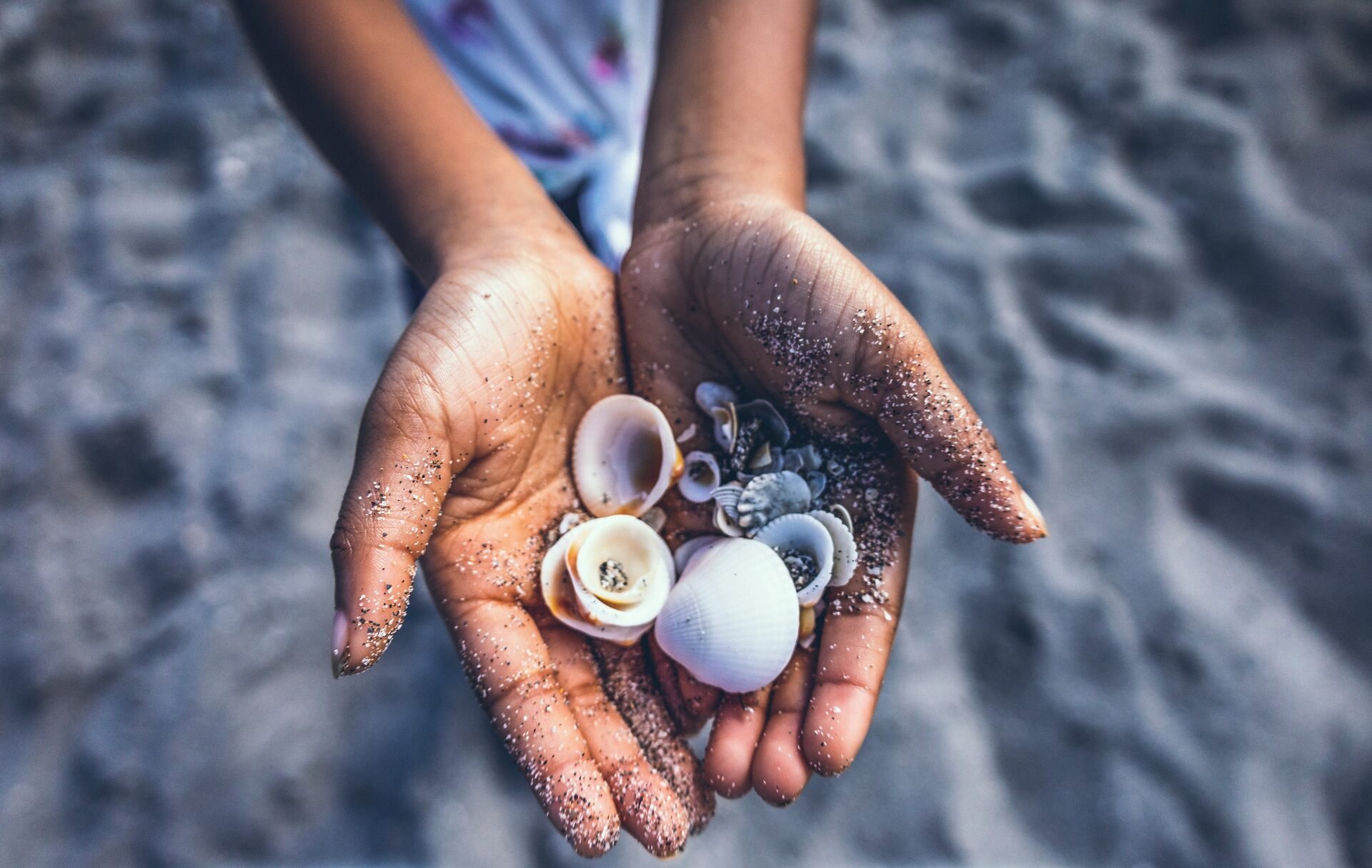 A bunch of seashells in hands