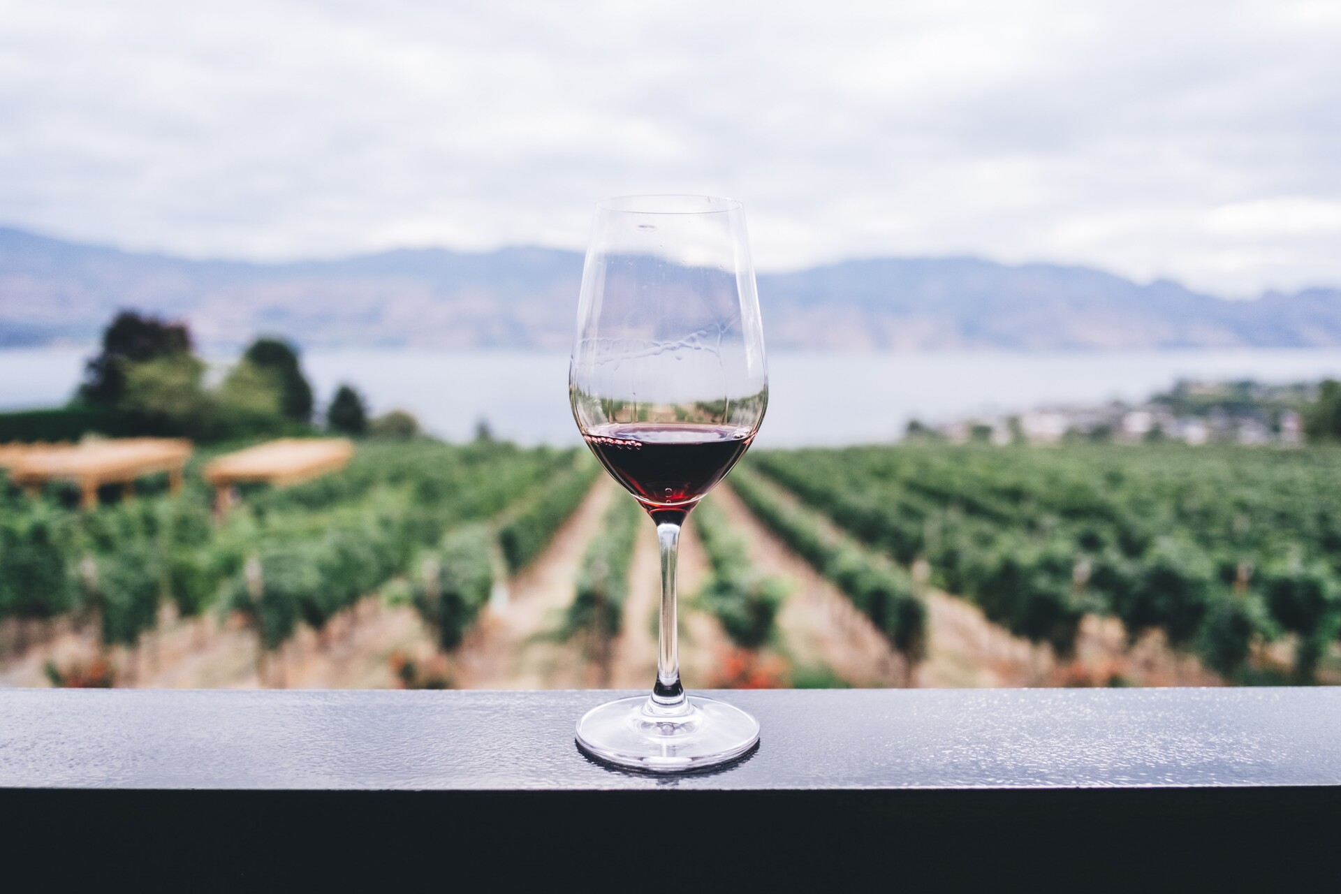 A glass of wine in front of a vineyard