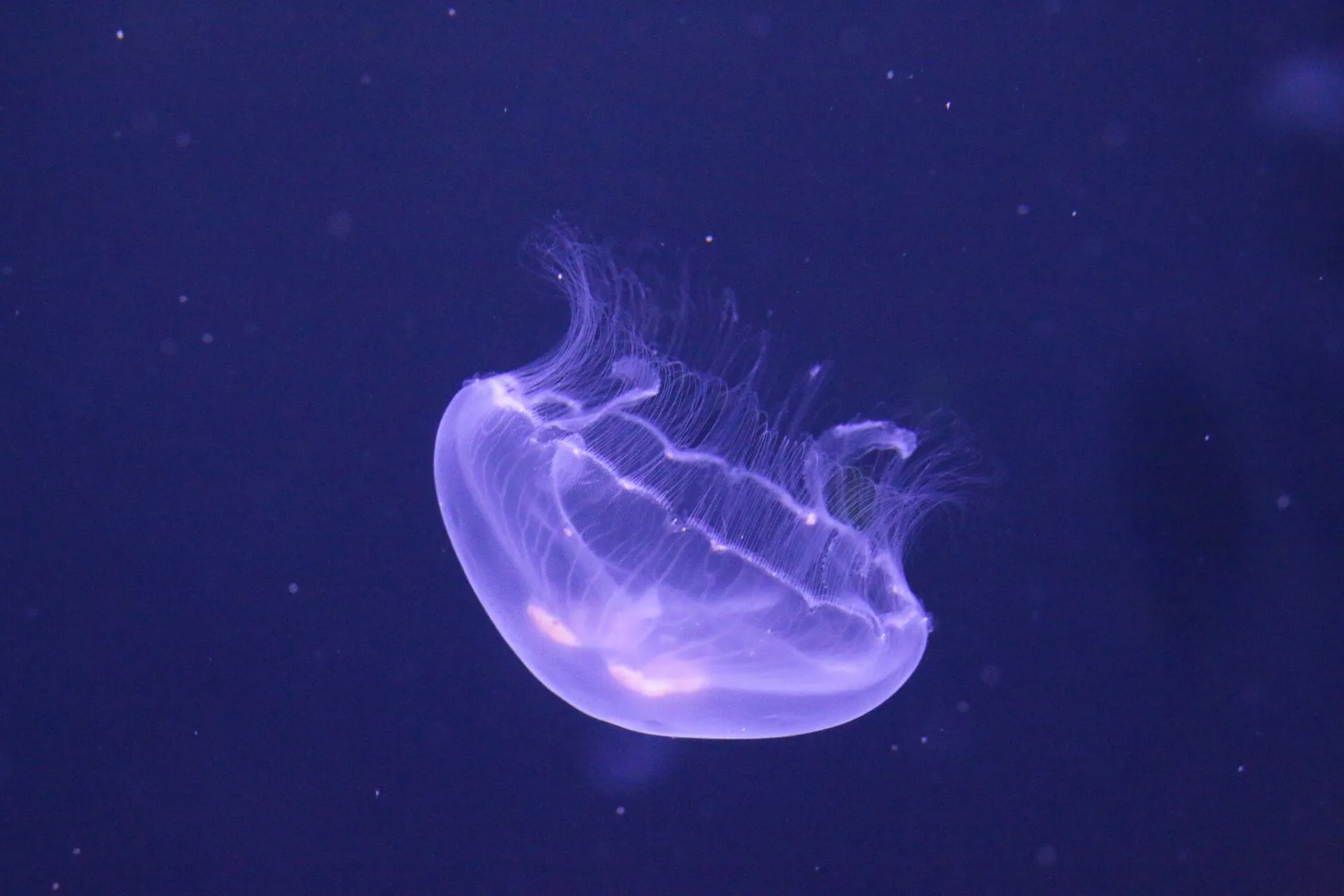  A moon medusa in water