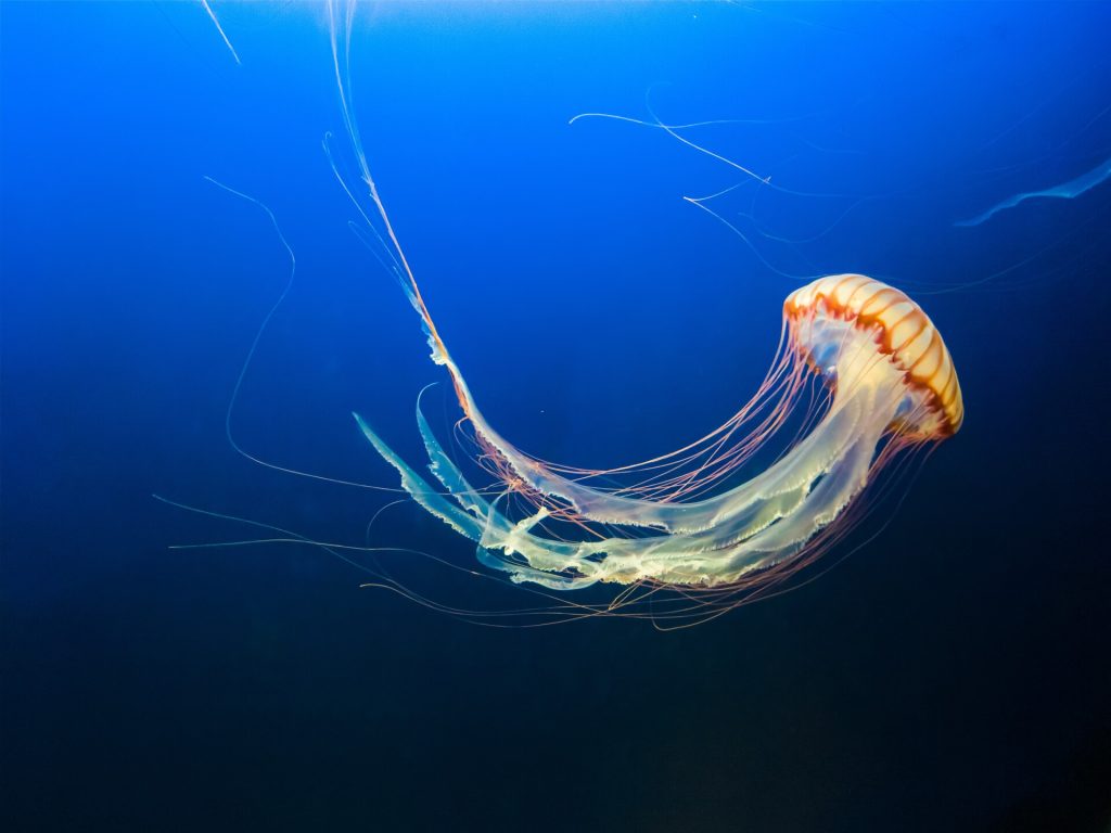 Medusa in water