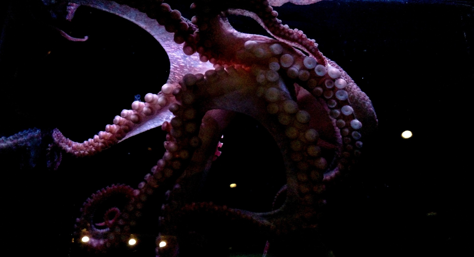 Octopus in the sea 