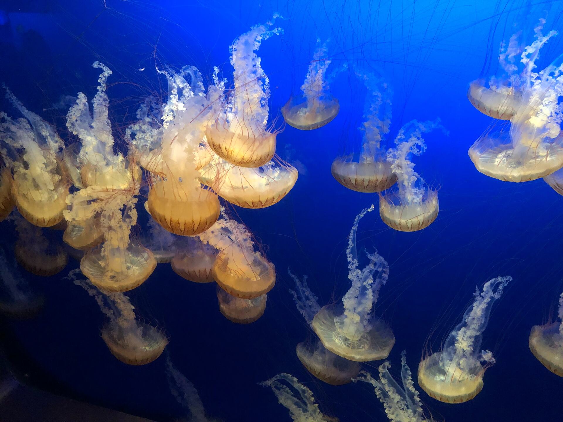 Close-up photo of several jellyfish in the sea