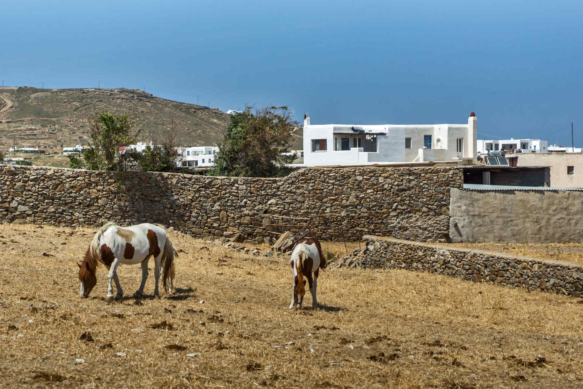Horses in Ano Mera village