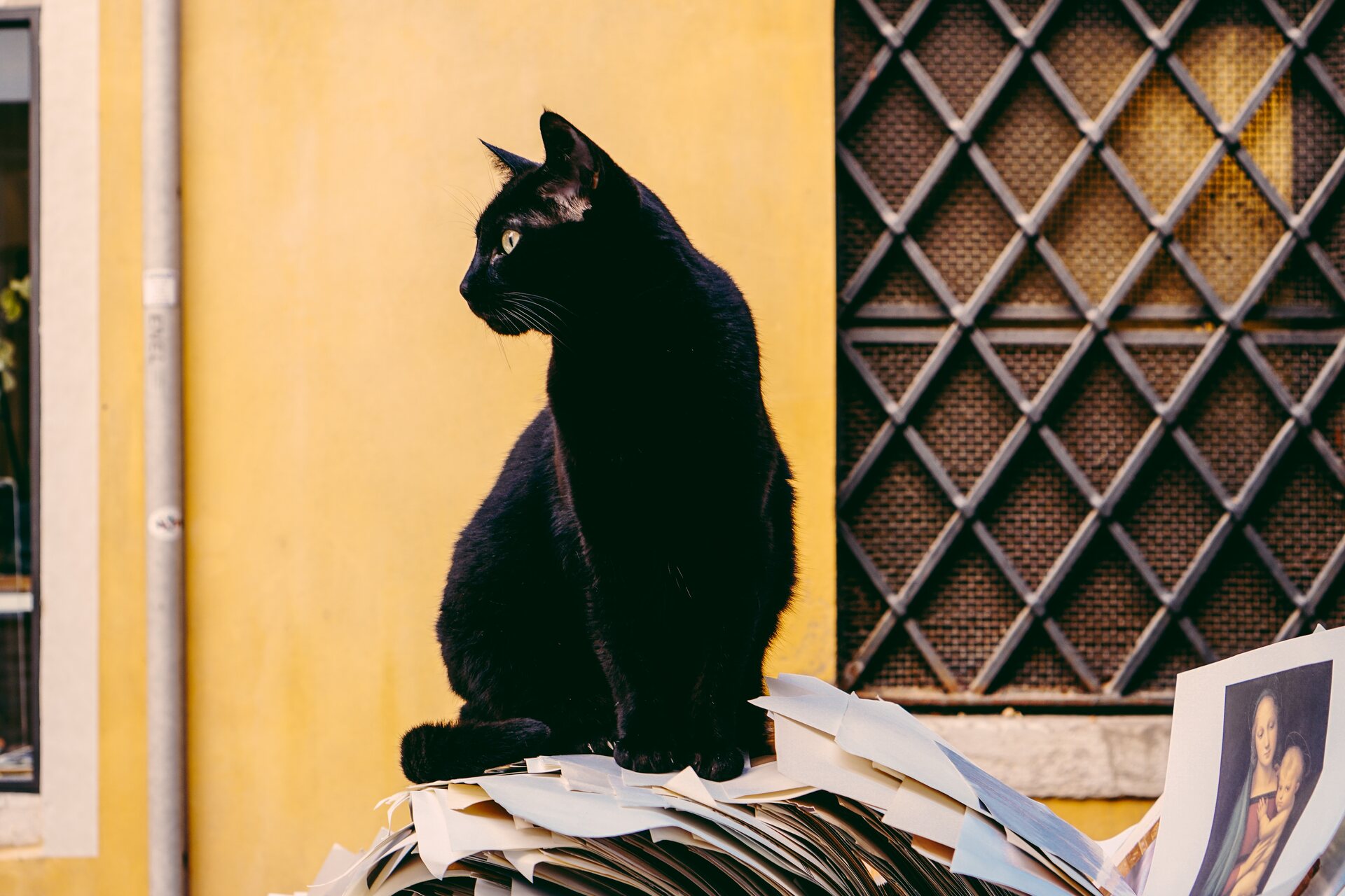 A black cat sitting on a newspaper 