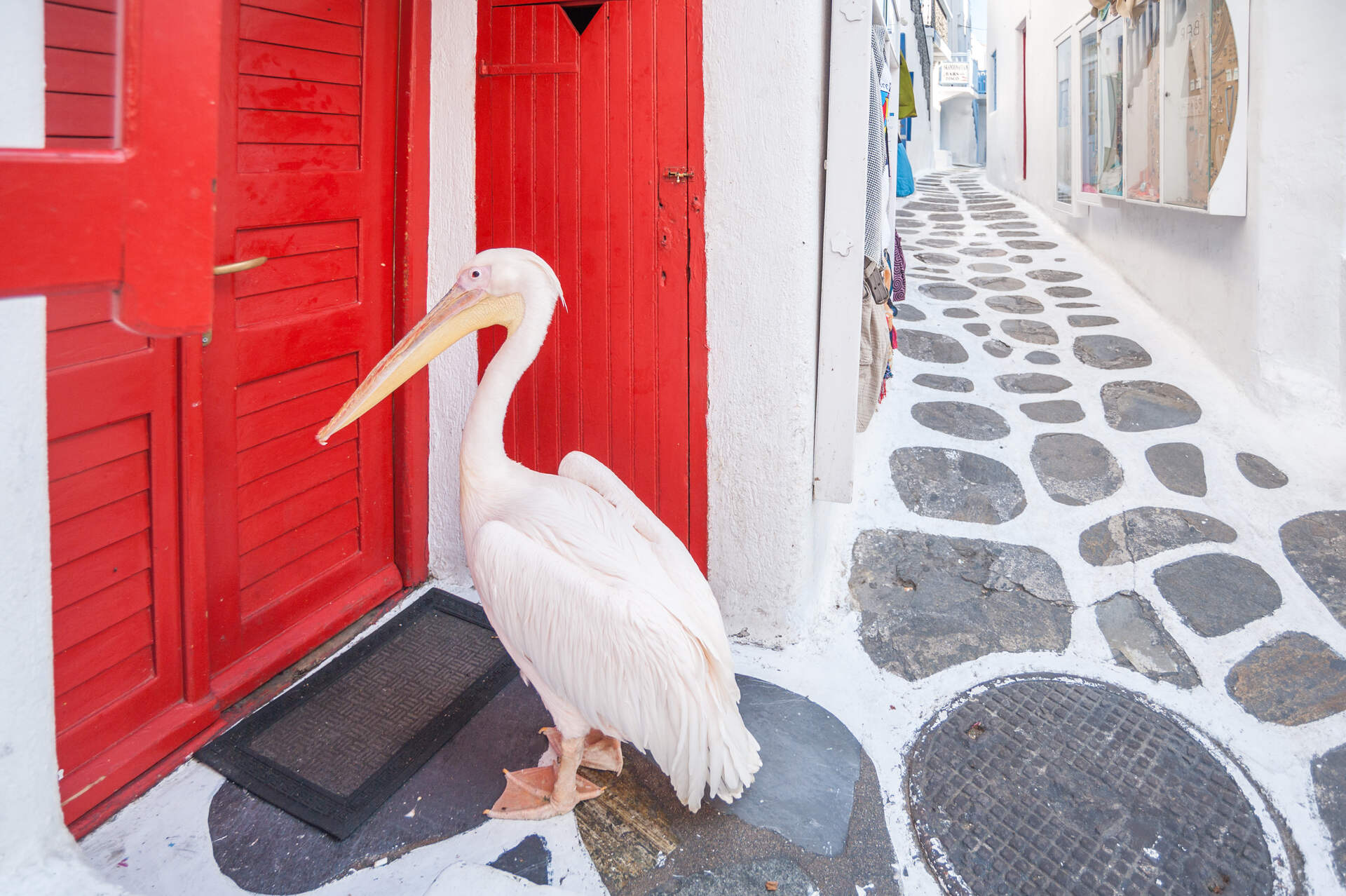 A pelican on the street