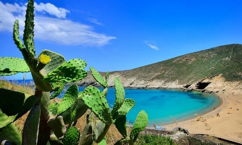 View of cactuses on the coast of Mykonos